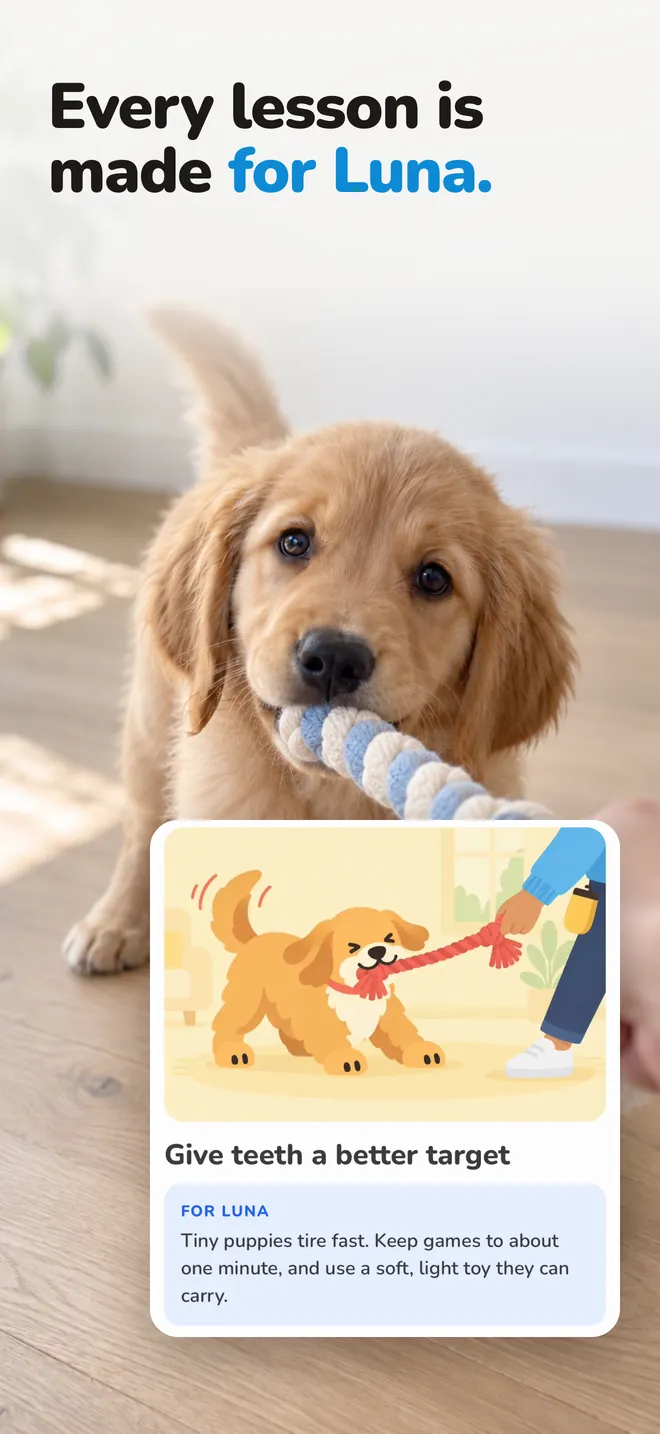 Lessons written for your pup